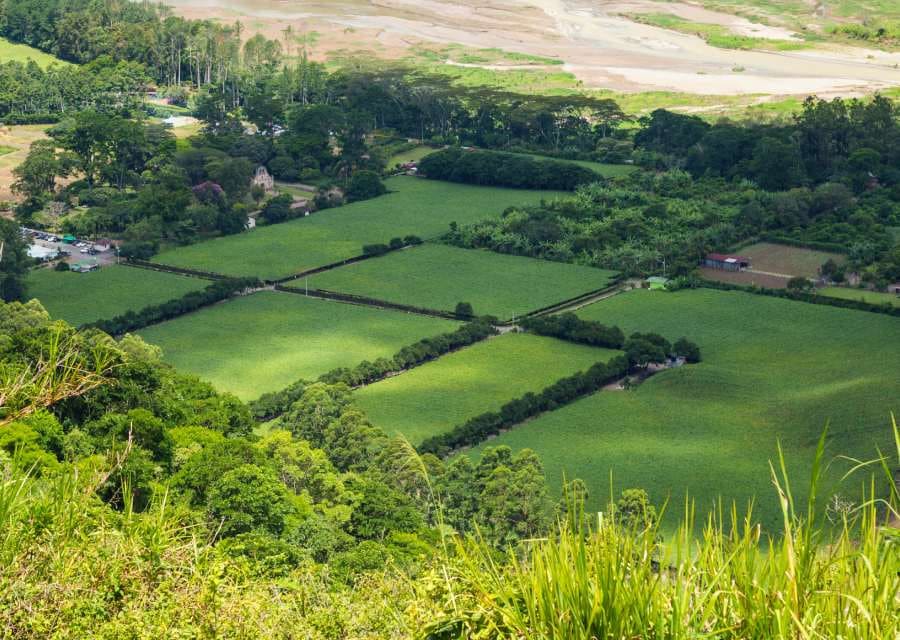 Aerial view of lush, green farmland divided into neat rectangular plots. Surrounded by dense trees, the vibrant landscape conveys serenity and abundance.
